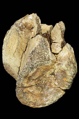 Bargain, Fossil Dinosaur Vertebra - Judith River Formation #107178
